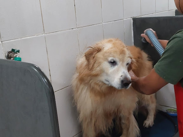 Cínica Veterinária Costa Carvalho