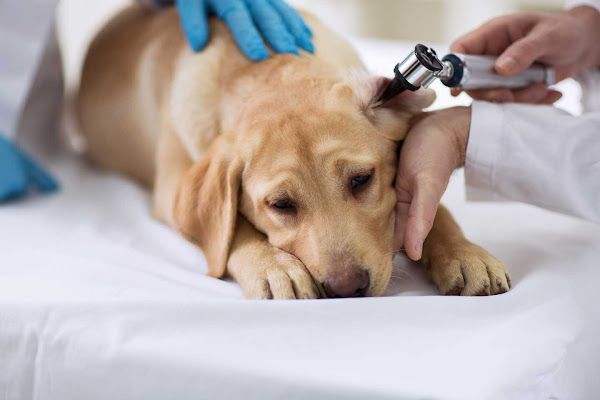 Foto 1 Cínica Veterinária Costa Carvalho