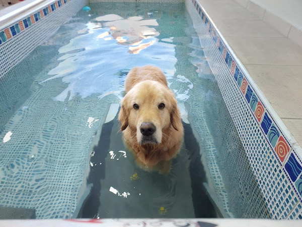 Foto 2 Cínica Veterinária Costa Carvalho