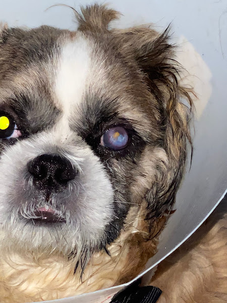 Iris - Oftalmologia Veterinária & Especialidades