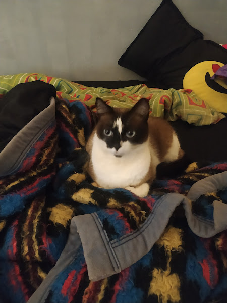 Foto 1 Veterinário em Domicílio