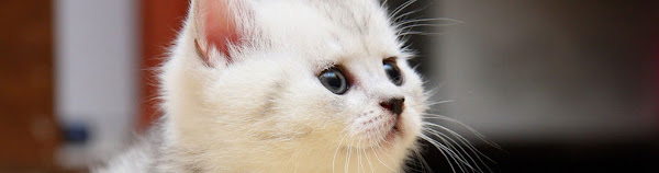 Nato Medicina Veterinária