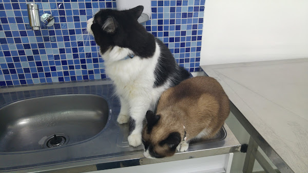 Foto 2 Nato Medicina Veterinária