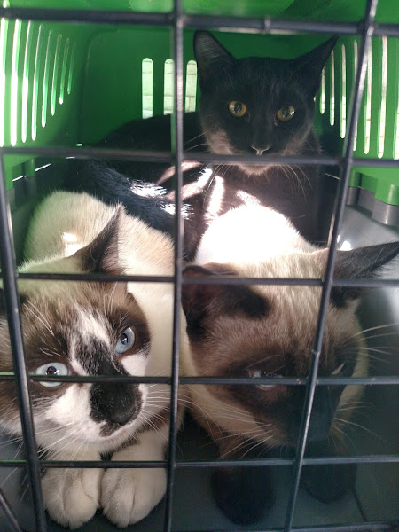 Clinica Veterinaria Vinicius Rossi Ltda