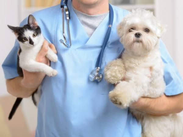 Veterinário em Domicílio Veterinário em Domicílio