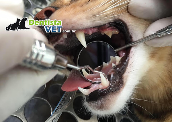 DENTISTAVET - Odontologia Veterinária e Cirurgia Oral
