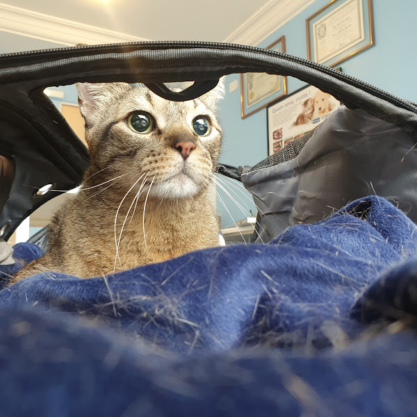 Foto 1 DENTISTAVET - Odontologia Veterinária e Cirurgia Oral