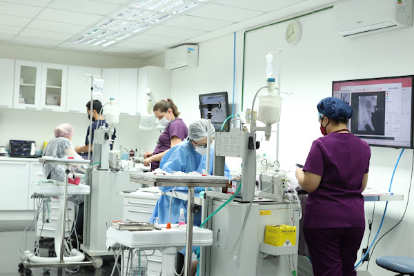 Foto 2 DENTISTAVET - Odontologia Veterinária e Cirurgia Oral