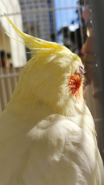 Reino Silvestre - Veterinário de Animais Silvestres e Exóticos