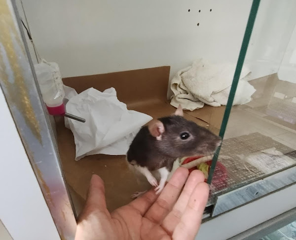 Foto 2 Reino Silvestre - Veterinário de Animais Silvestres e Exóticos