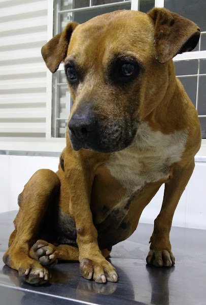 Foto 1 SOS VETERINÁRIA PET SHOP LTDA-ME