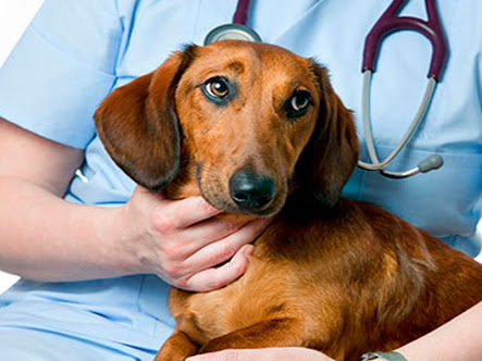 Foto 0 Veterinário em Domicílio