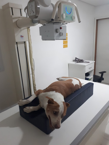 Foto 1 Live - Centro de Referência em Diagnóstico Veterinário