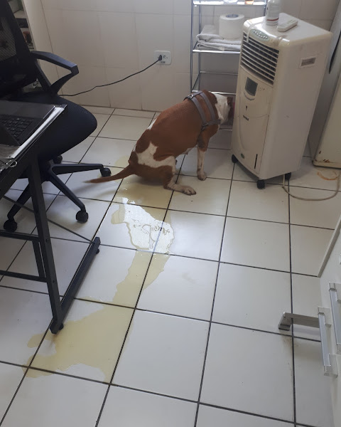 Foto 2 Live - Centro de Referência em Diagnóstico Veterinário