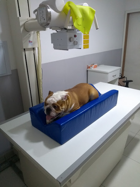 Foto 4 Live - Centro de Referência em Diagnóstico Veterinário