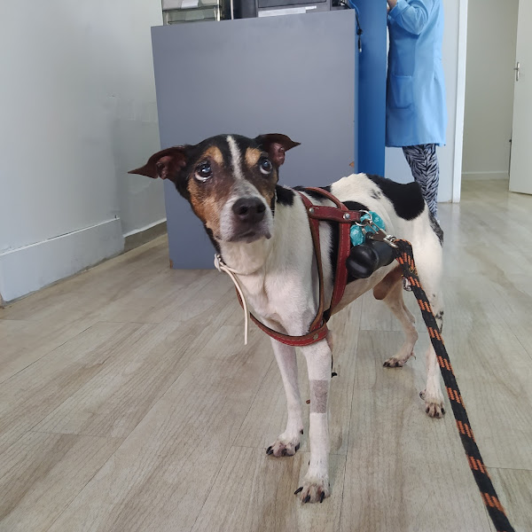 Foto 3 Lab Animal - Diagnóstico Veterinário