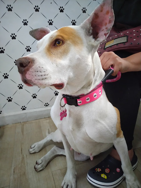 Foto 6 Lab Animal - Diagnóstico Veterinário