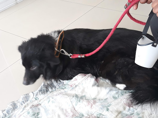 Foto 3 Genoma Diagnóstico Veterinário