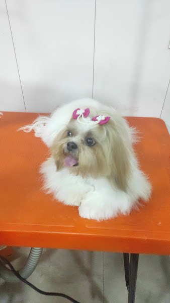 Foto 1 Patas Urbanas