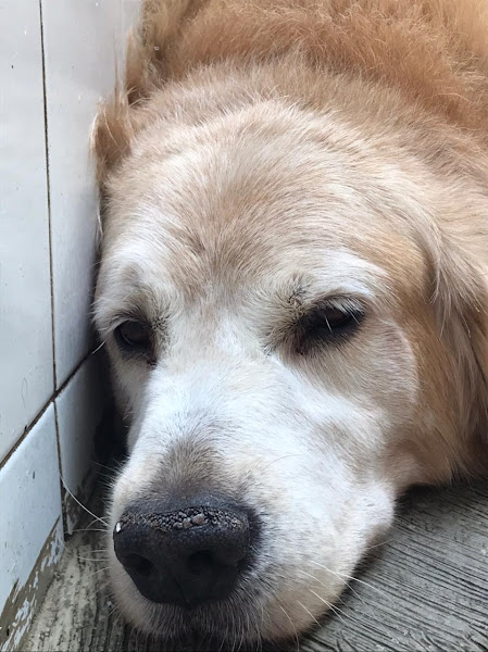 Foto 2 Patas Urbanas