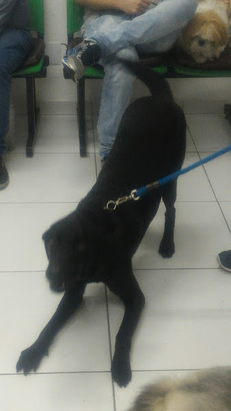 Foto 3 Live Diagnóstico Veterinário