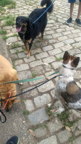 Patinhas de Francisco Clinica veterinária- Banho e Tosa