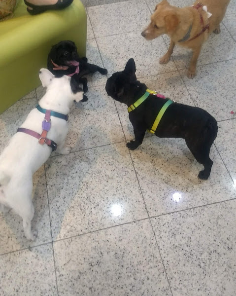 Foto 1 Patinhas de Francisco Clinica veterinária- Banho e Tosa