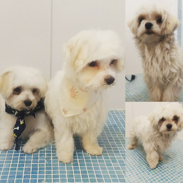 Foto 2 Patinhas de Francisco Clinica veterinária- Banho e Tosa