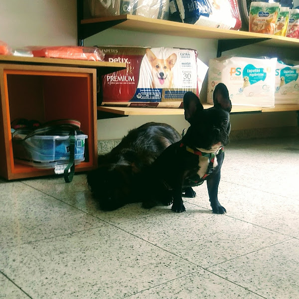 Foto 3 Patinhas de Francisco Clinica veterinária- Banho e Tosa