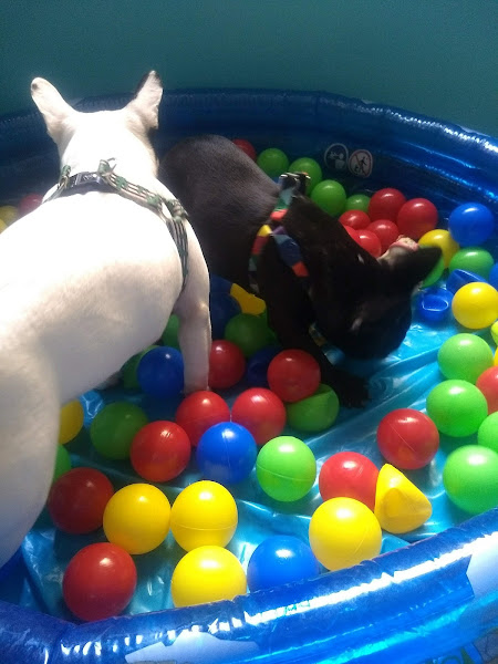 Foto 4 Patinhas de Francisco Clinica veterinária- Banho e Tosa