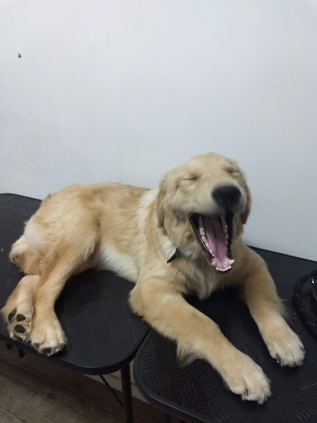 Foto 1 The Cãotry Club