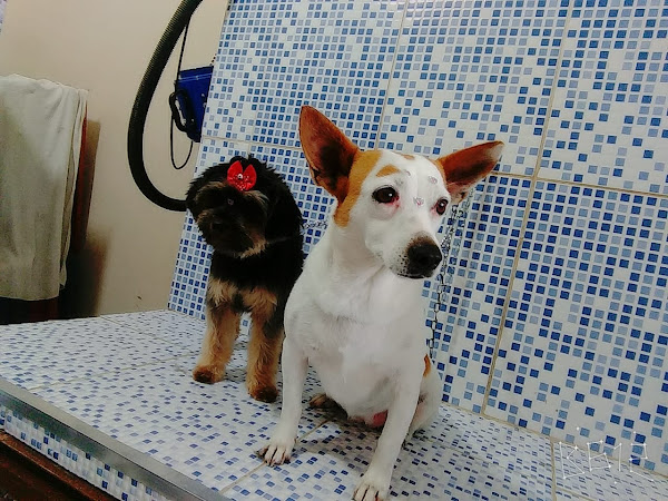 Foto 3 Pet Shop WT Racoes Banho E Tosa