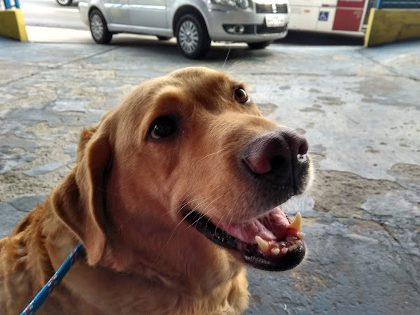 Foto 5 Casa De Ração M'Boi Mirim