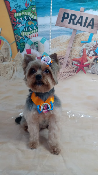 Foto 1 Star Pet Estética Animal - Banho e Tosa