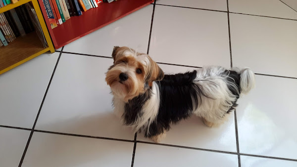 Foto 1 A Companhia do Cão