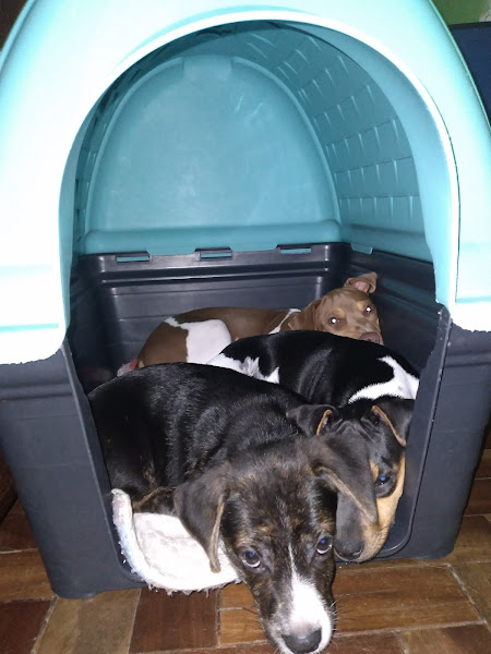 Foto 2 A Companhia do Cão