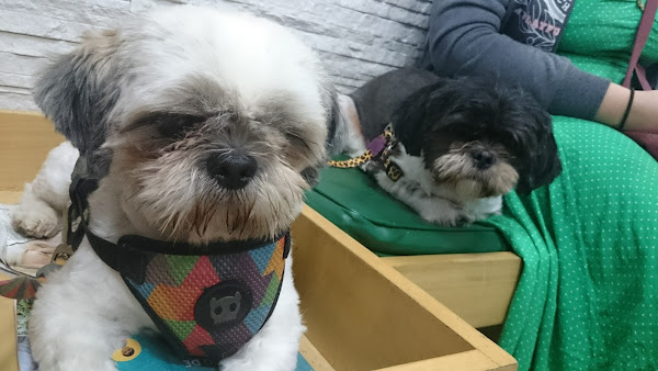 Veterinária Vargem Grande