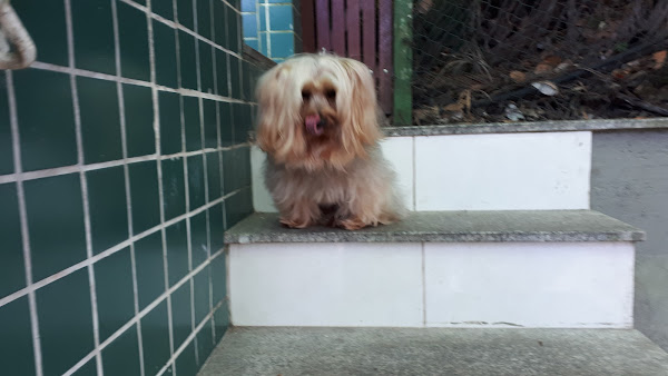 Foto 1 Veterinária Vargem Grande