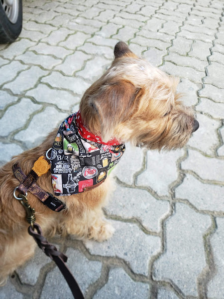 Foto 2 Veterinária Vargem Grande