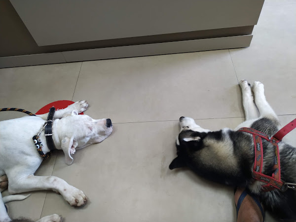 Foto 3 Veterinária Vargem Grande