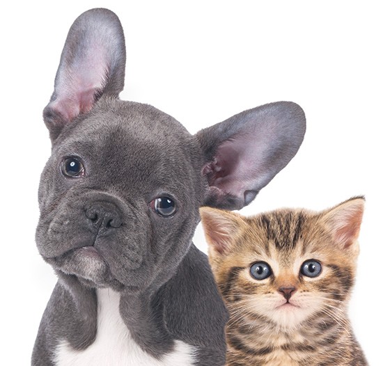 Pet shop RS RAÇÕES