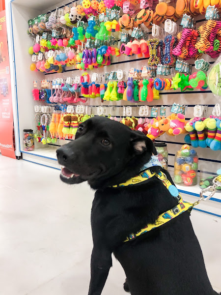 Foto 3 Show Dog Rações Valqueire