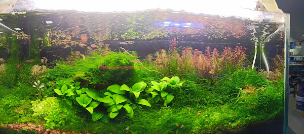 Foto 2 Pet Shop Catuta Taquara