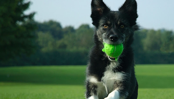 Foto 1 Master Cães e Gatos