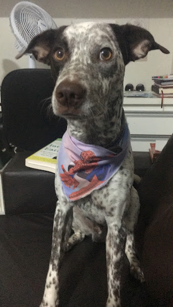 Foto 1 Amigo do bicho