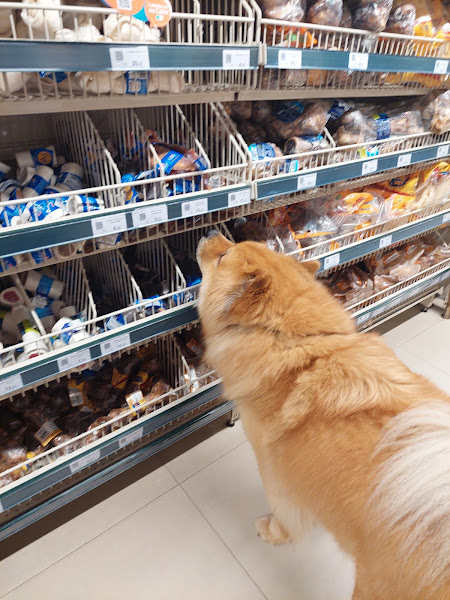 Foto 1 Cobasi DF Asa Norte