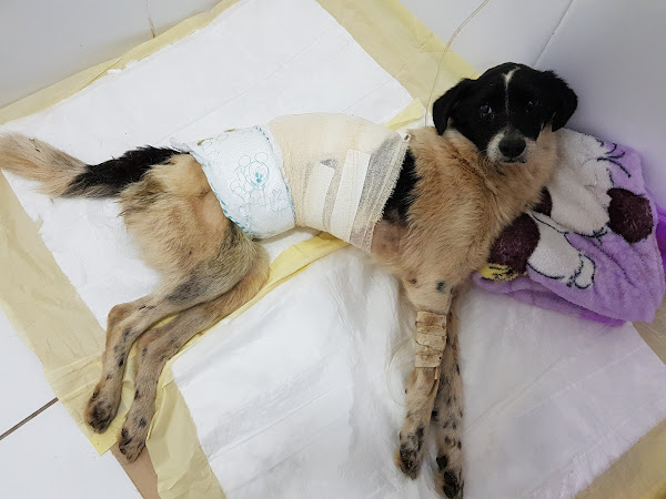 Foto 2 Newpet Clinica Veterinária 24hrs, Petshop.