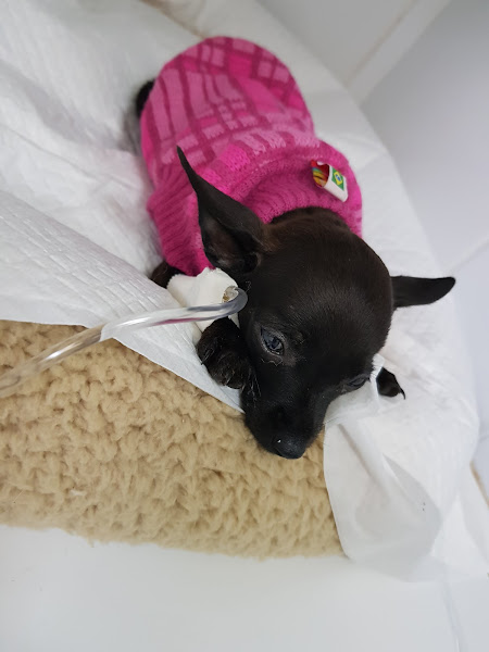 Foto 5 Newpet Clinica Veterinária 24hrs, Petshop.