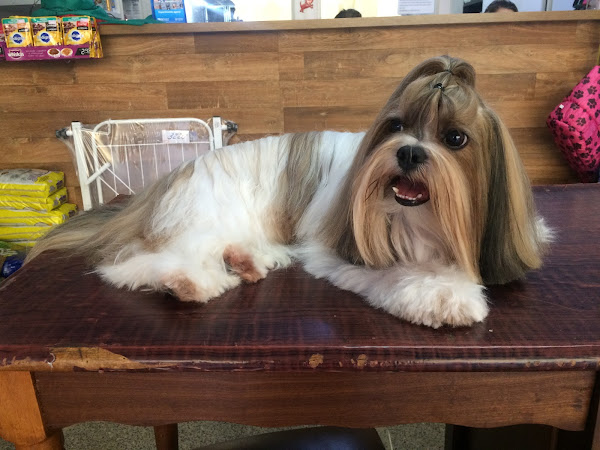 Vila dos Bichos -Pet Shop Vila dos Bichos -Pet Shop