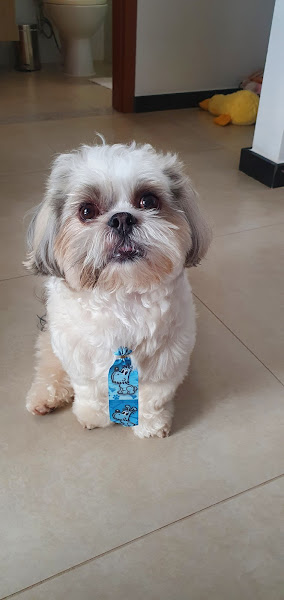 Foto 4 Petland Águas Claras Brasília